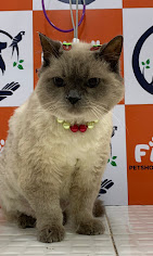 Banho e Tosa Foto 03.jpg