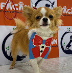 Banho e Tosa Foto 05.jpg